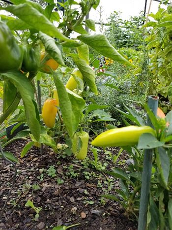 Resident garden